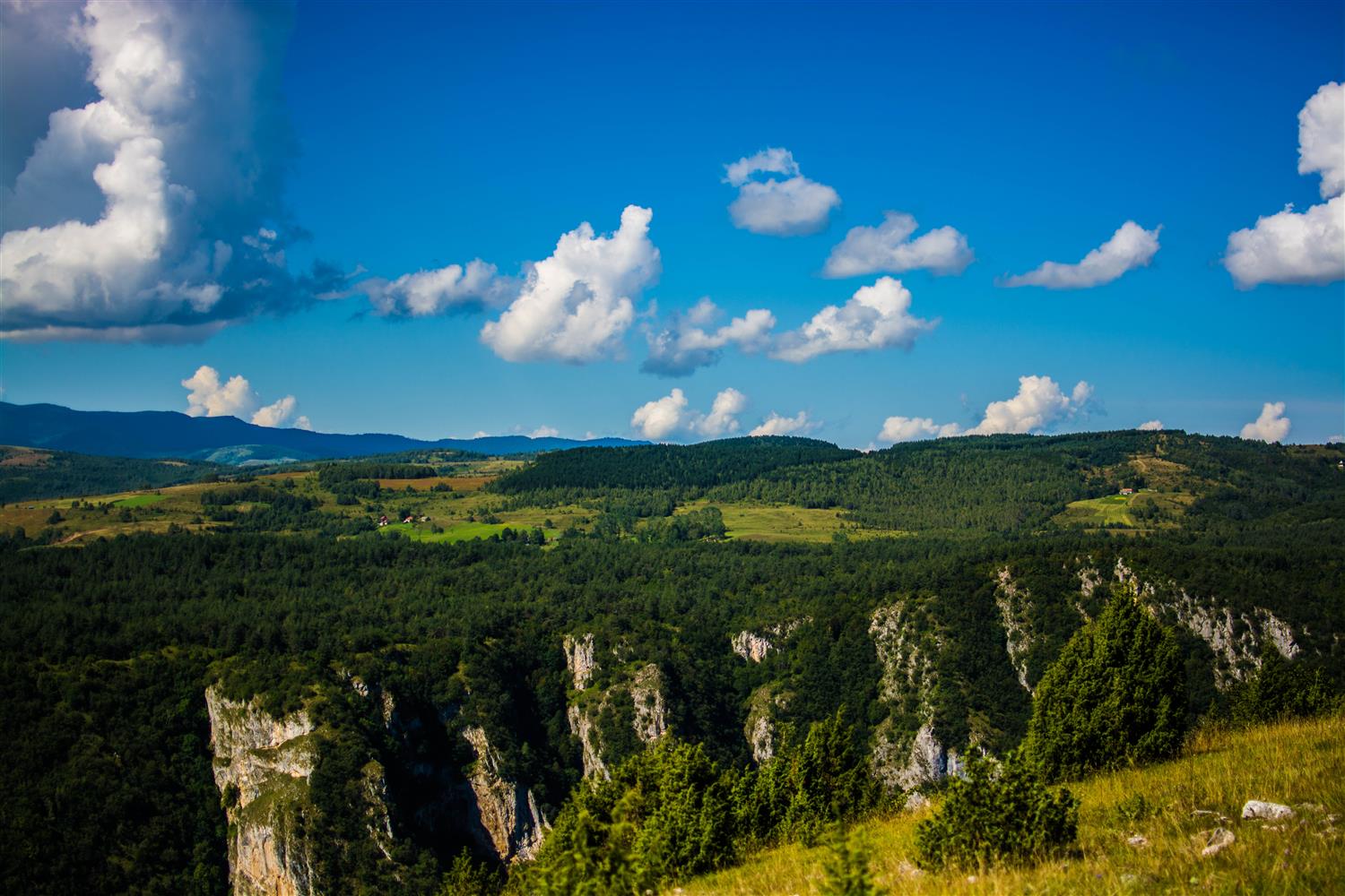 Kušići javor priroda